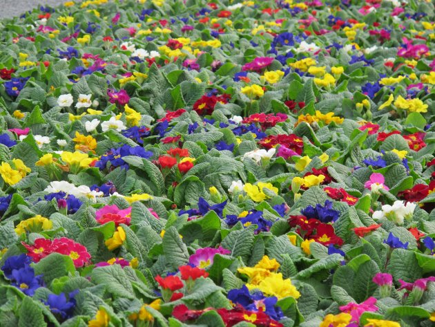 primula
